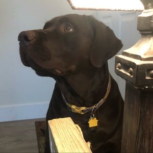 Meet your Posher, Jake